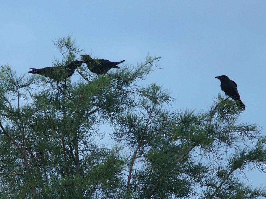 Fish Crow fledgling begging 20200616 by Kenneth Cole Schneider is licensed under CC BY-NC-ND 2.0